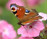 Peacock Butterfly 9A72D-24